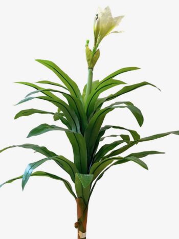 PLANTA DE LYS 80 cm